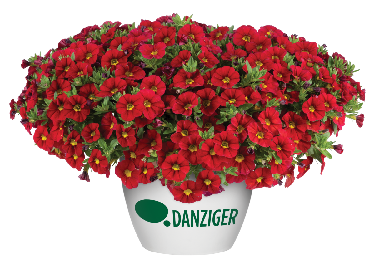 LIA™ Chili Pepper