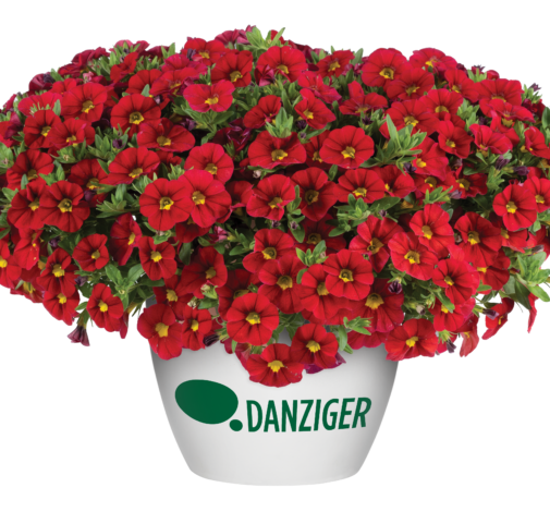 LIA™ Chili Pepper
