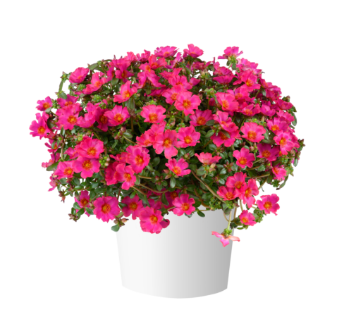 MEGA PAZZAZ™ Fuchsia