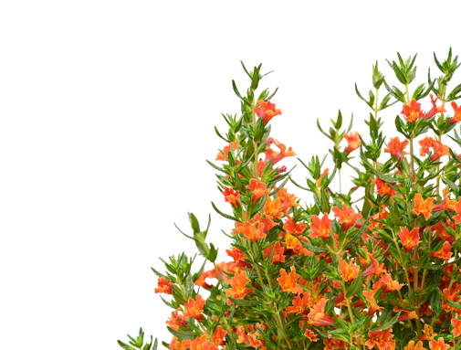MAI TAI™ Orange Imp.
