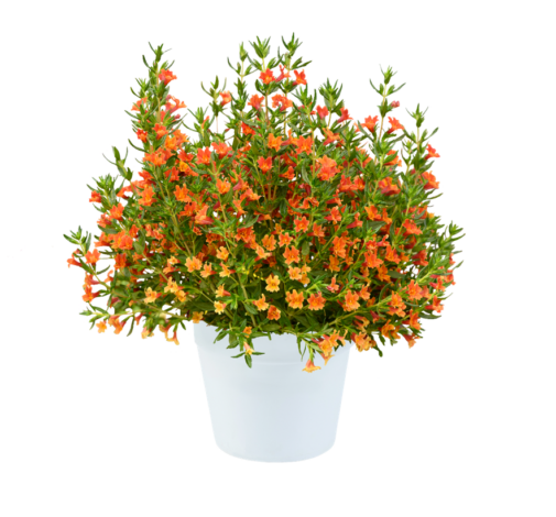MAI TAI™ Orange Imp.