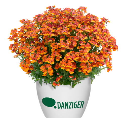 NESIA™ Tangerine