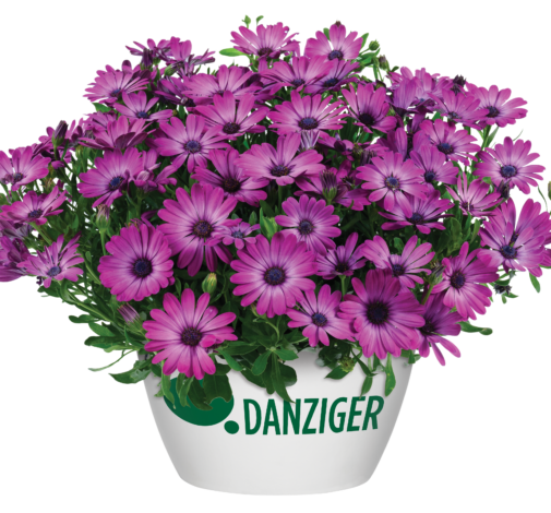 OSTICADE™ Magenta