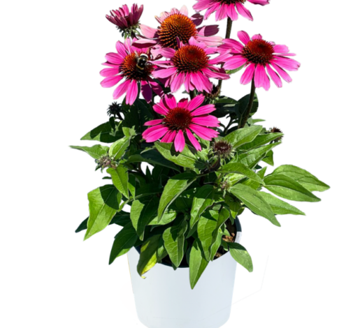 PANAMA™ Rose