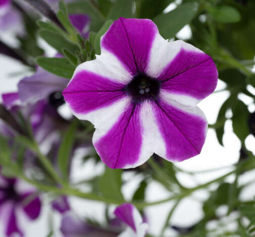 CAPELLA™ Magenta Diamond