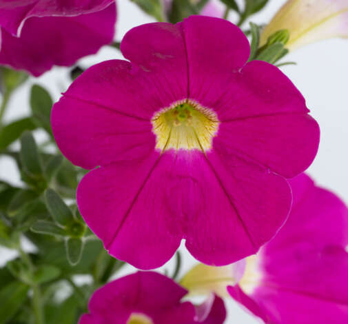 CASCADIAS™ Rose