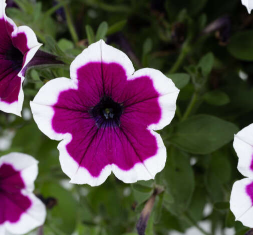 CAPELLA™ Rim Raspberry