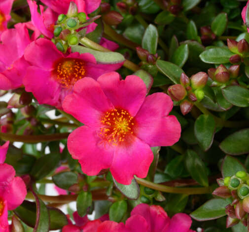 MEGA PAZZAZ™ Fuchsia