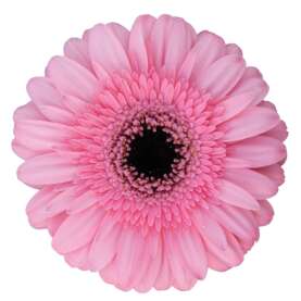 Pink India™