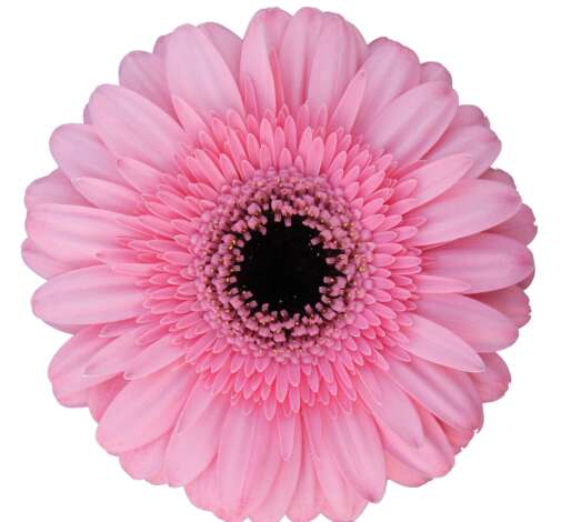 Pink India™