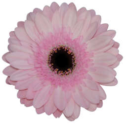 POSY™