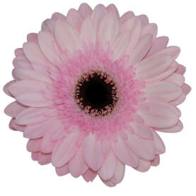 POSY™