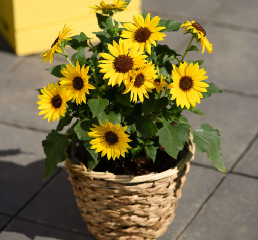 SOL SEEKER™ Bee Yellow