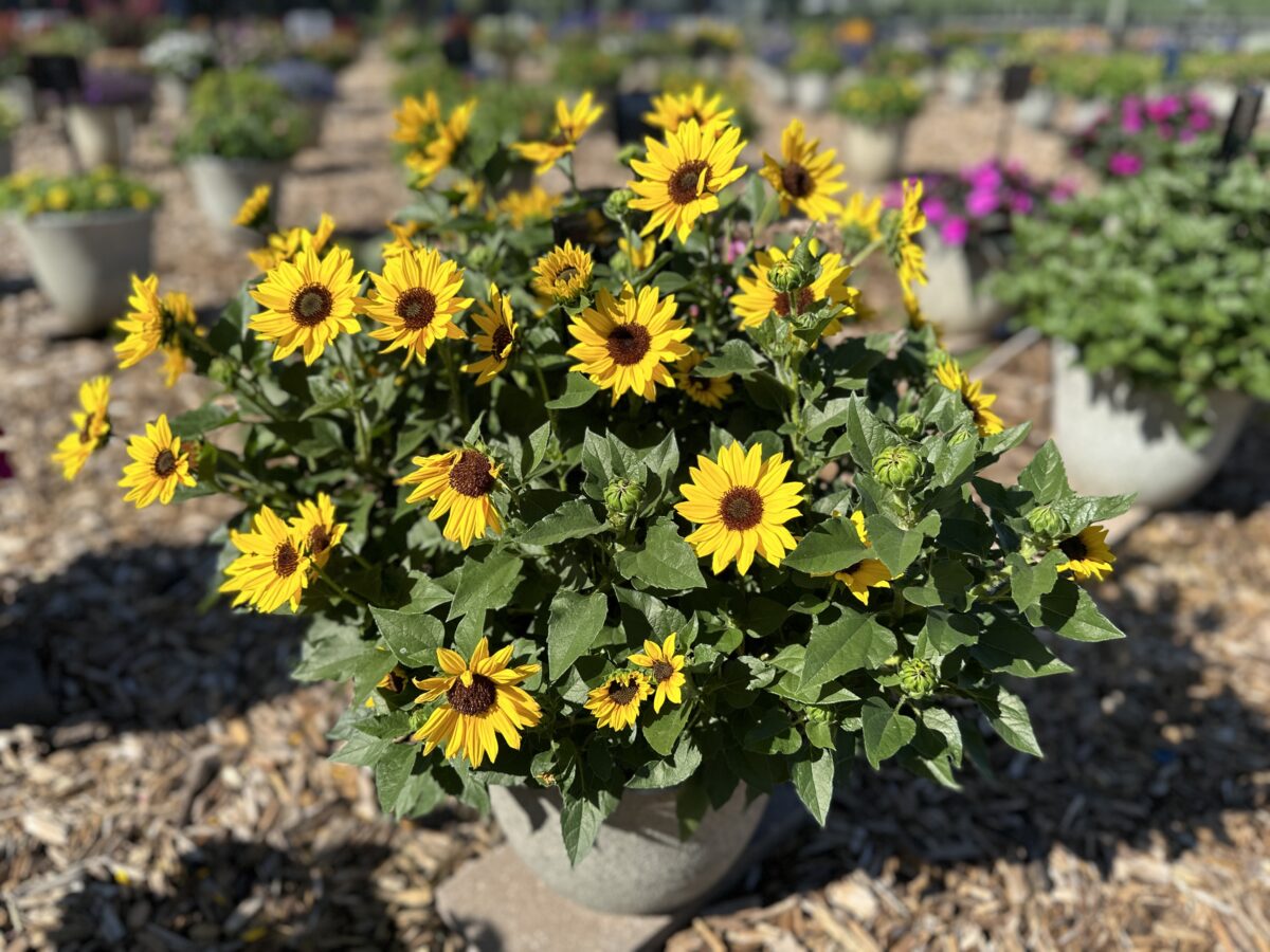 SOL SEEKER™ Bee Yellow