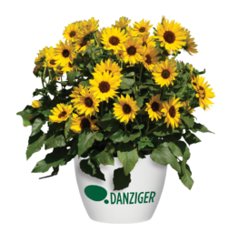 SOL SEEKER™ Bee Yellow