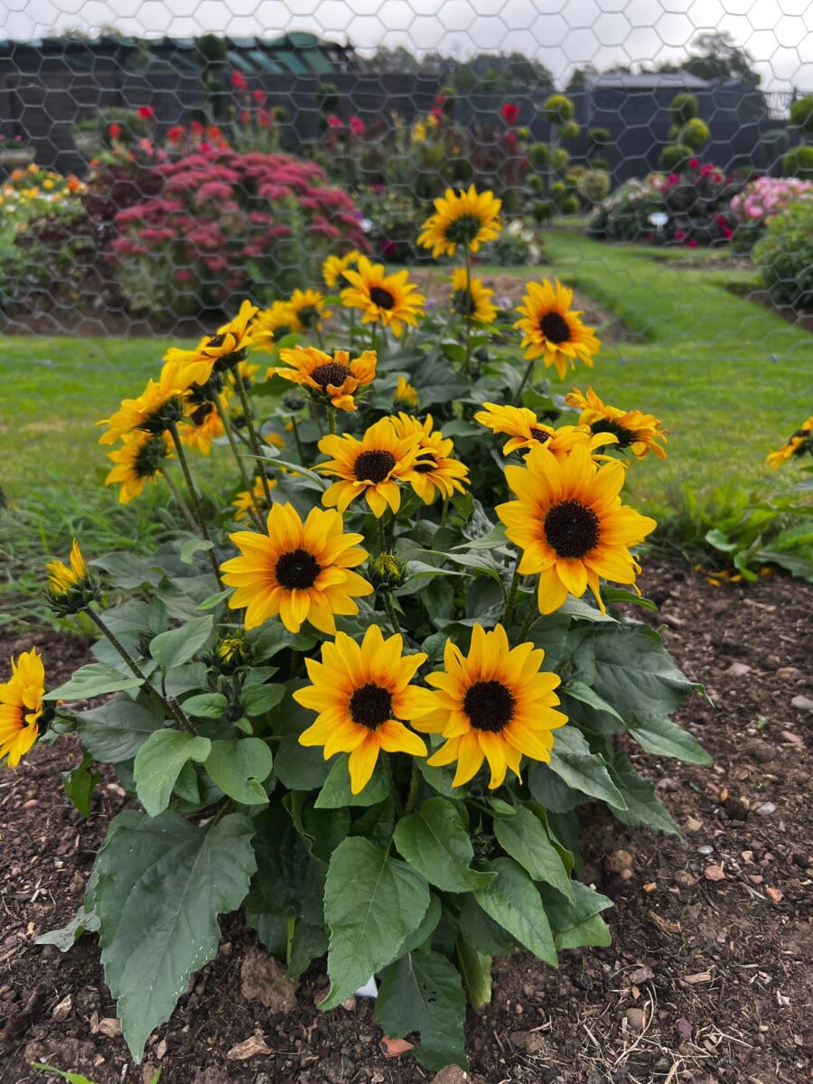 SOL SEEKER™ Bee Yellow