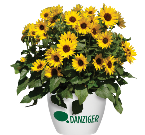 SOL SEEKER™ Bee Yellow