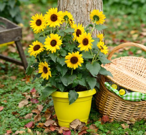 SOL SEEKER™ Bee Yellow
