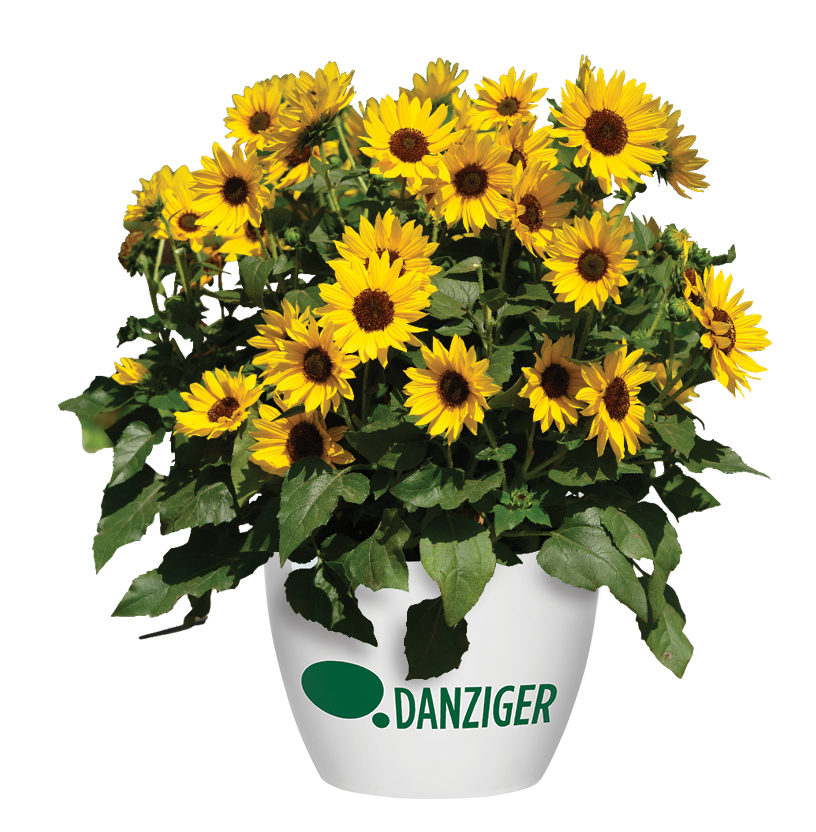 SOL SEEKER™ Bee Yellow