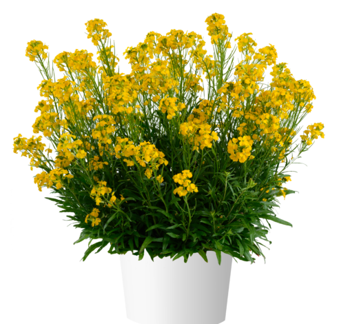 SUNSTRONG™ Yellow