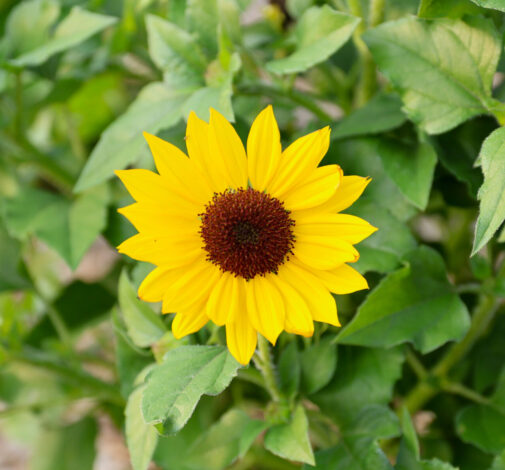 SOL SEEKER™ Bee Yellow