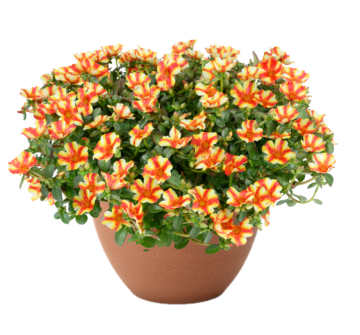 MEGA PAZZAZ™ Papaya Twist