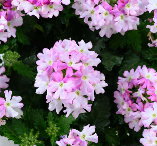 VANESSA™ Bicolor Light Pink