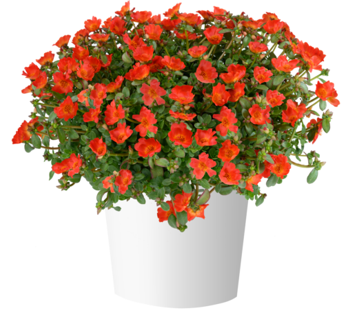 PAZZAZ NANO™ Deep Orange