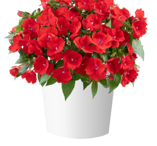 SOL LUNA PRIME™ Red