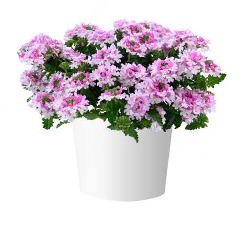 VANESSA™ Bicolor Light Pink
