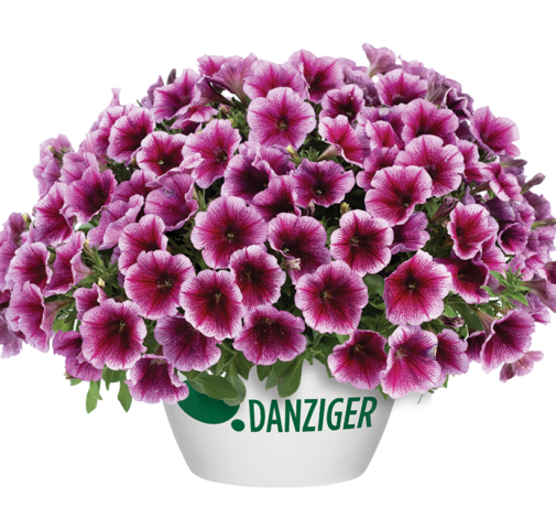 Capella™ Fuchsia Lace
