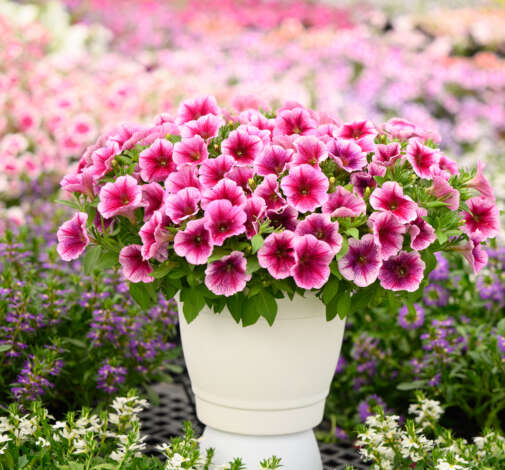 Capella™ Fuchsia Lace