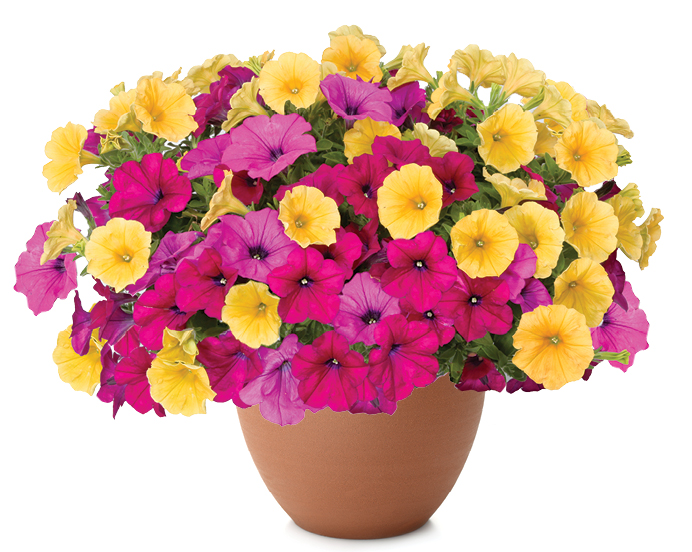 Fruit Pizza™