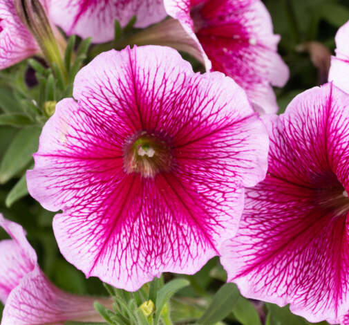 Capella™ Fuchsia Lace