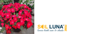 Sol Luna Prime Danziger Flower Trials 2024