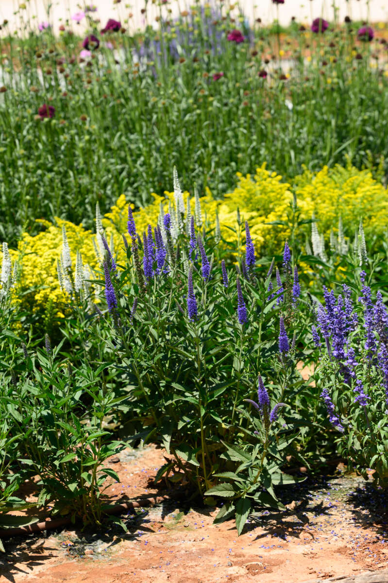 Garden to Vase