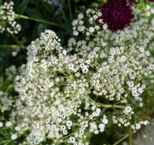 Festival® White