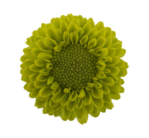 FELICIDAD™ MENTA