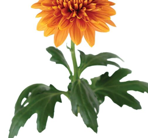ALMENDRA™ Orange