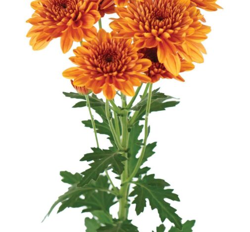 ALMENDRA™ Orange
