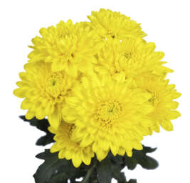 ALMENDRA YELLOW