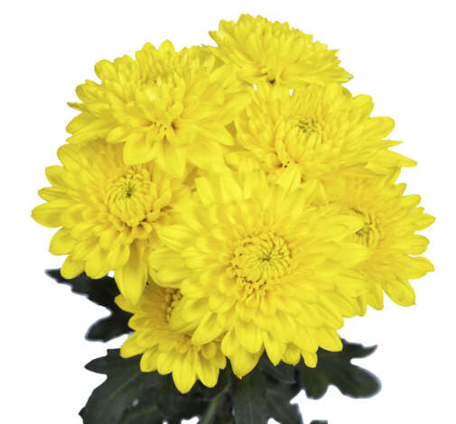 ALMENDRA YELLOW