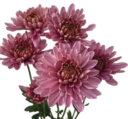 ALMENDRA™ Pink