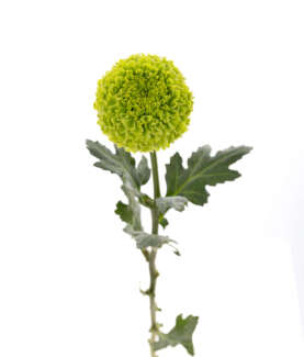 Greenpop