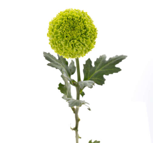 Greenpop