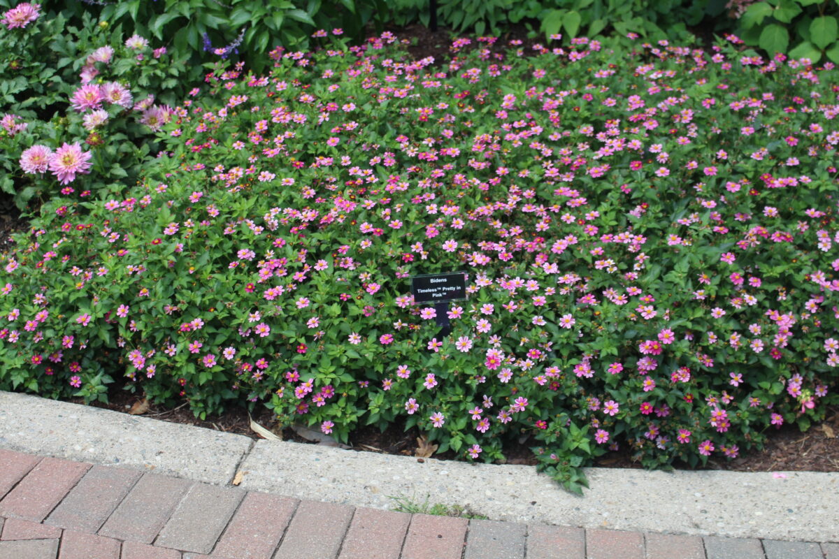 TIMELESS™ COLLECTION Pretty in Pink Imp.