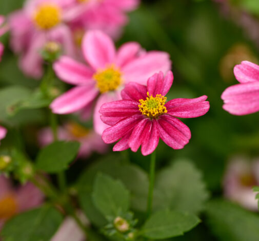 TIMELESS™ COLLECTION Pretty in Pink Imp.