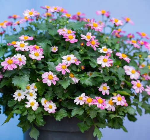 TIMELESS™ COLLECTION Pretty in Pink Imp.