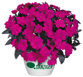 Harmony® Violet