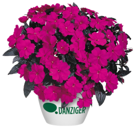 Harmony® Violet